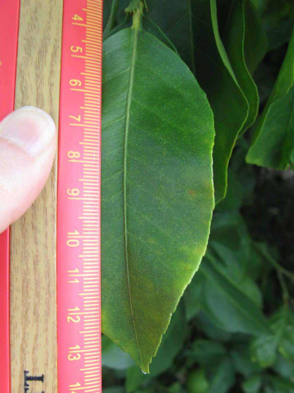              Unifoliolate leaf (Winter Haven, FL)       